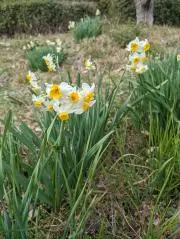 Springの画像