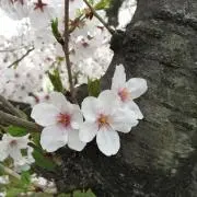 トルネコの画像