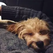 きょん