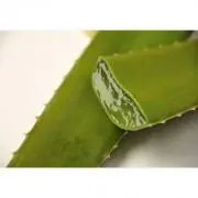 アロエの画像