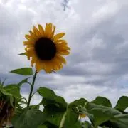 すみれ
