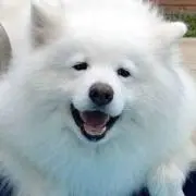 ましろの画像