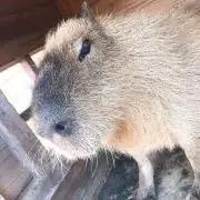ヒゲメガネの画像