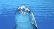 いるの画像