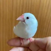 Masaharu