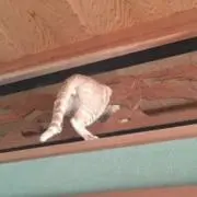早さ一番　(プロフご覧下さい)の画像