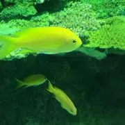 わかめ