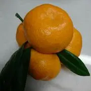 みかんの画像