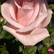 薔薇好き