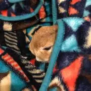 チャムの画像