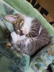 ワンピース 1巻～110巻 コミックスニュース ジャンパラ ジャンコ