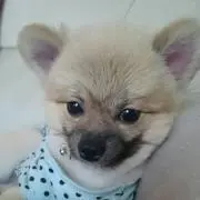 げんげんの画像