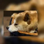 ちろ