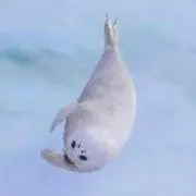 gomaの画像