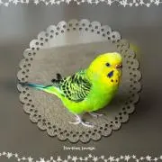 キウイ（プロフ読んでください）の画像