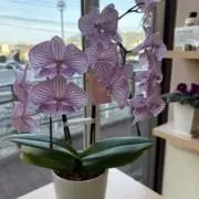 R…の画像