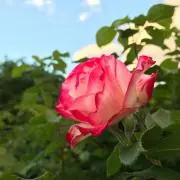 むぅの画像