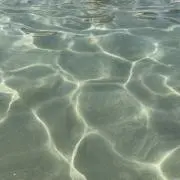 ぴの画像