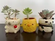 poipoiの画像