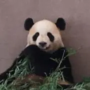 くろくろはるたけ