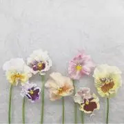 maruの画像