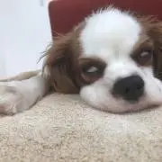 かずきの画像