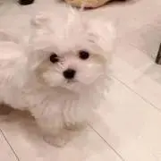 しふの画像