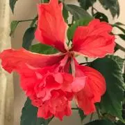 モモ