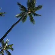 ちゃちゃの画像
