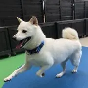 さくらの画像