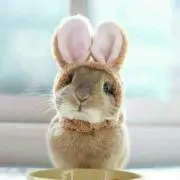 うさぎ