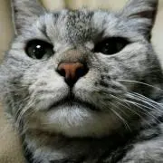 yomogineko