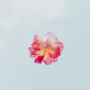 sss⭐︎