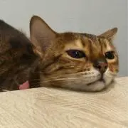 Beluの画像