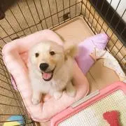ぺこみ