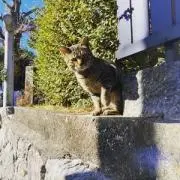 トラモンの画像