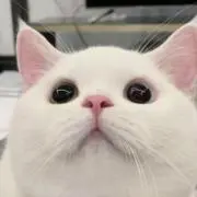 白猫