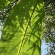 emの画像
