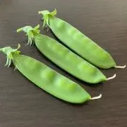 まめまるの画像