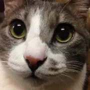 コハク