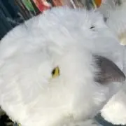 s.