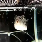 リンダの画像