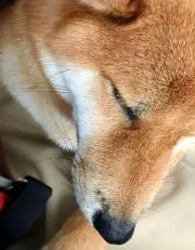 ばちお　イナバの犬用サバ缶探してます！の画像