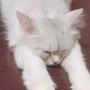 ほしくずの画像
