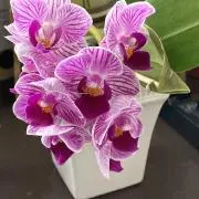 ほかほかの画像