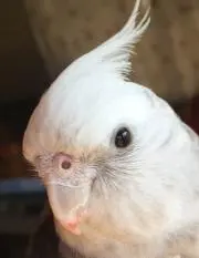 ごうごう