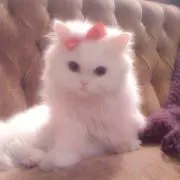naの画像