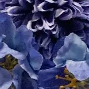 マミマの画像