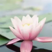 ummxの画像
