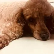マーさんの画像
